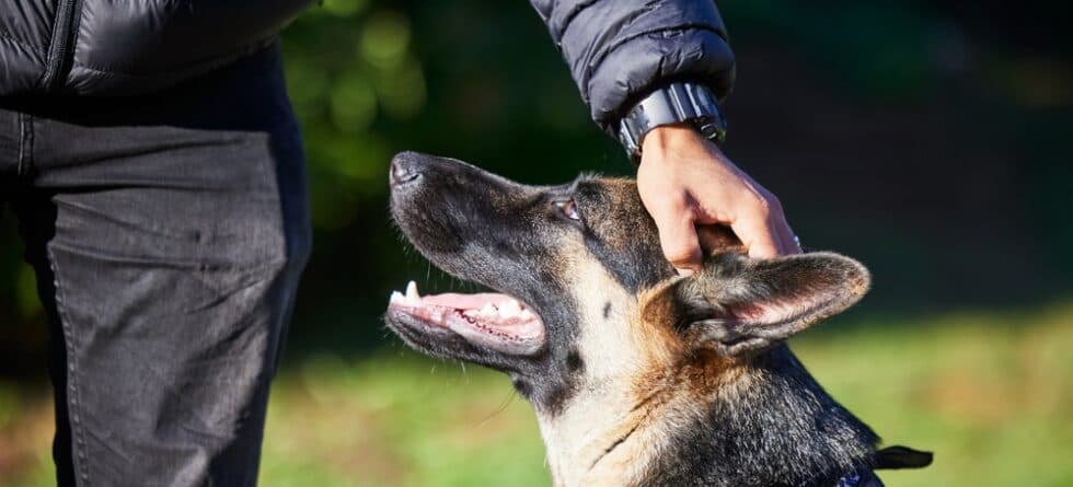 What Happens If A German Shepherd Bites?