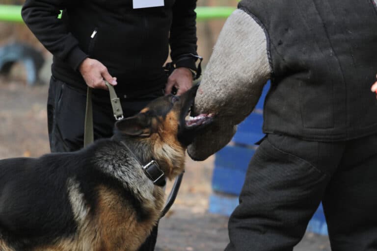 What If A German Shepherd Bites You?