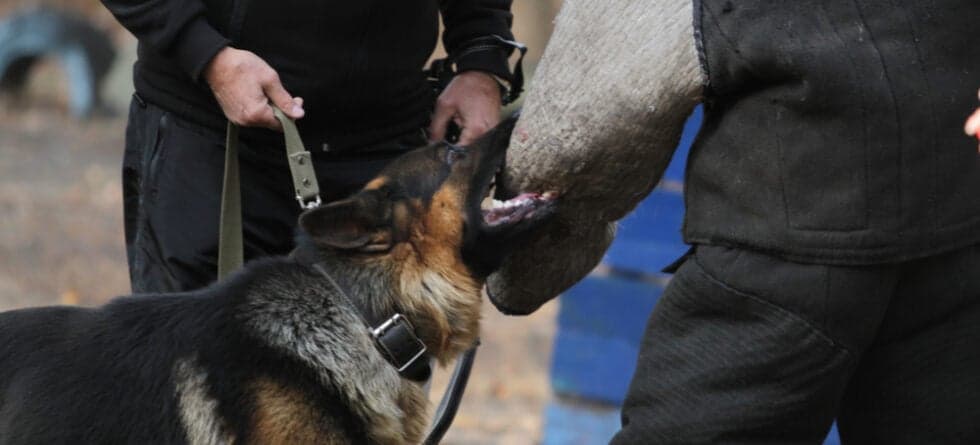 What If A German Shepherd Bites You?