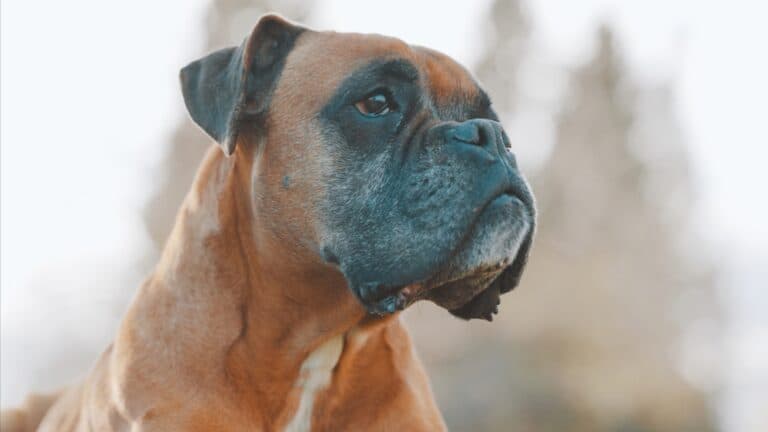 What Is A Bad Behavior For A Boxer?