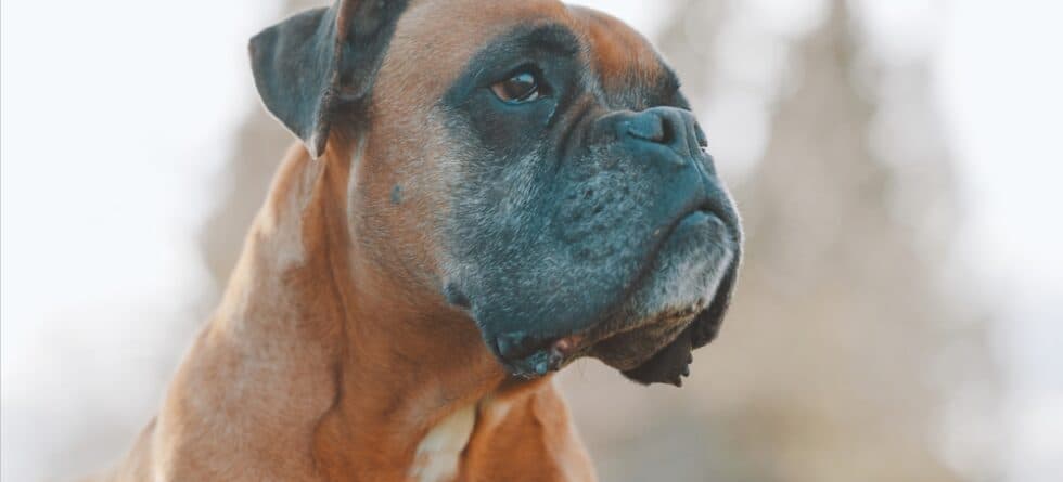What Is A Bad Behavior For A Boxer?