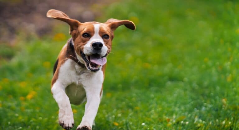 What Is A Beagles Favorite Thing To Do?