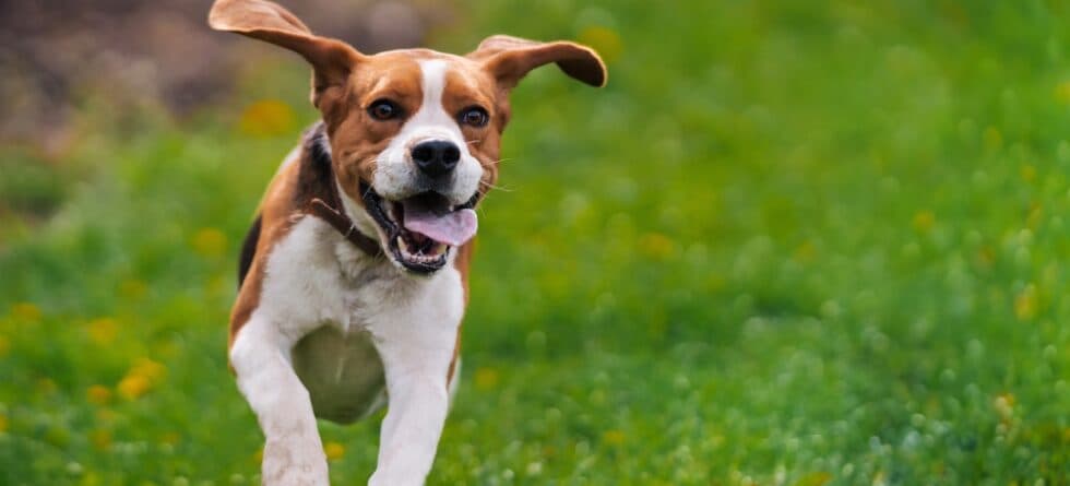 What Is A Beagles Favorite Thing To Do?