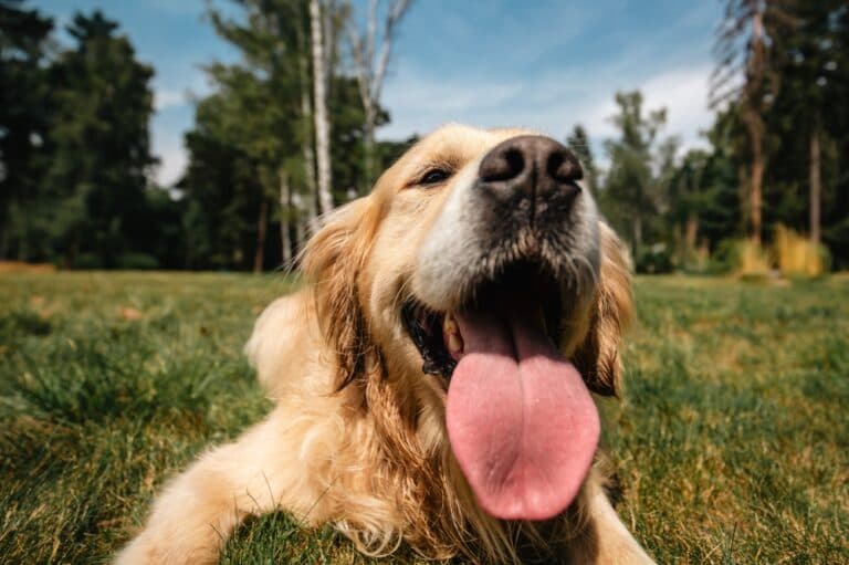 What Is Golden Retriever Personality?