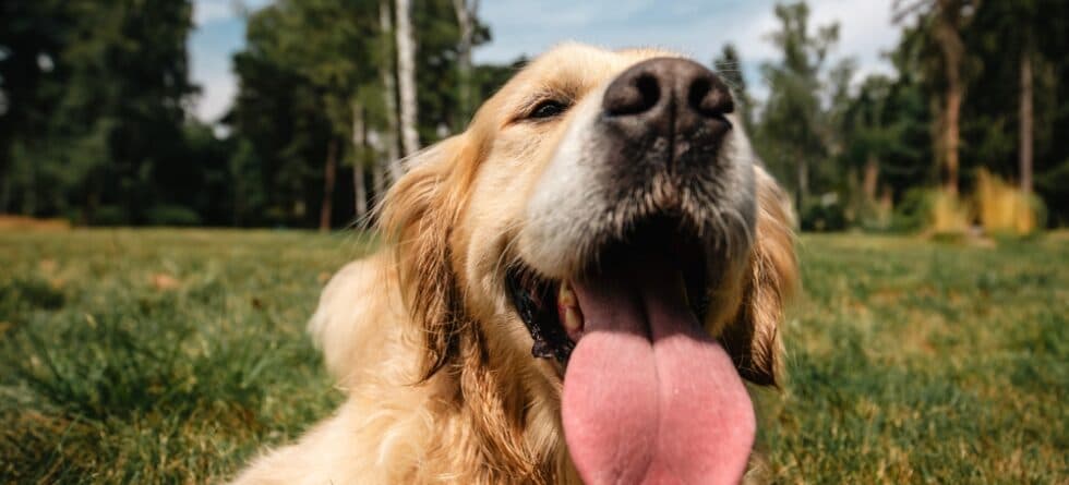 What Is Golden Retriever Personality?