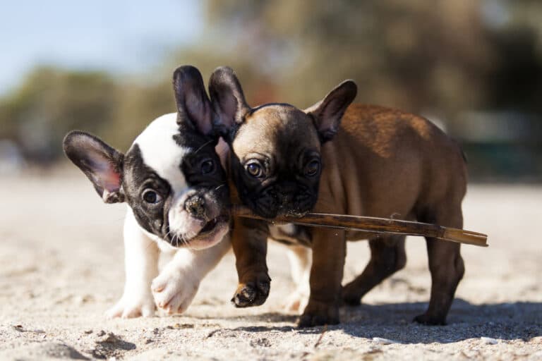 What Is So Special About French Bulldogs?