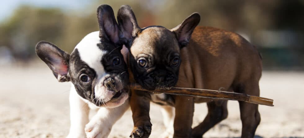 What Is So Special About French Bulldogs?