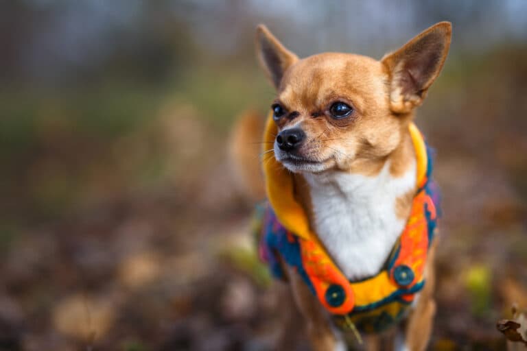 What Is Special About Chihuahuas?