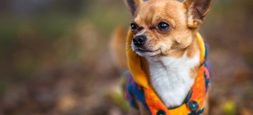 What Is Special About Chihuahuas?