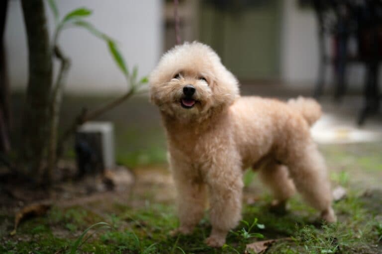 What Is The Attitude Of A Poodle?