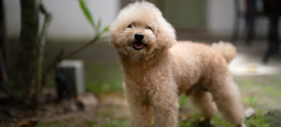 What Is The Attitude Of A Poodle?