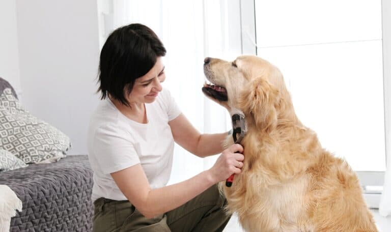 What Is The Best Brush For A Golden Retriever?