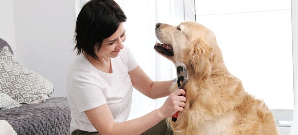 What Is The Best Brush For A Golden Retriever?