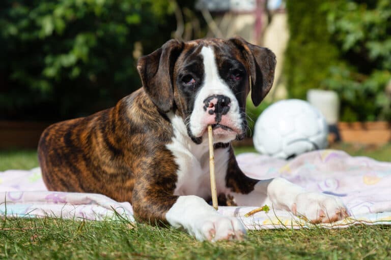 What Is Toxic To Boxer Dogs?
