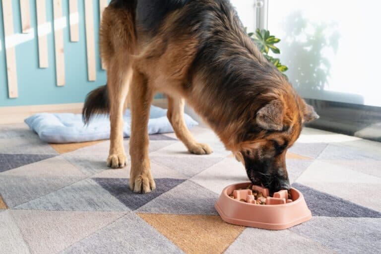 What Is Toxic To German Shepherds?