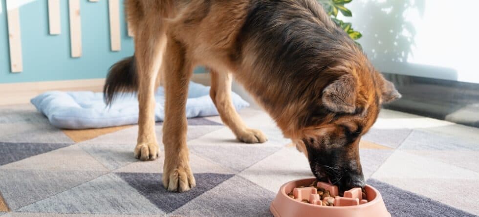 What Is Toxic To German Shepherds?