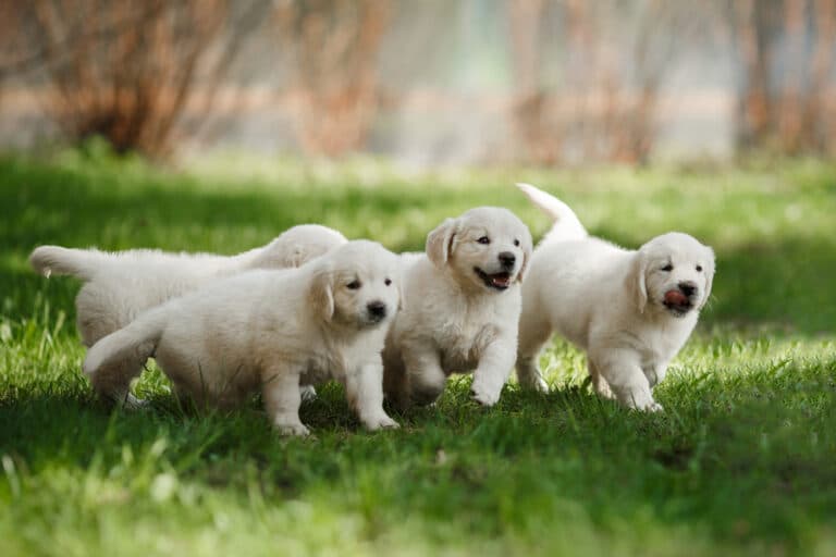 What Makes A Golden Retriever Happy?