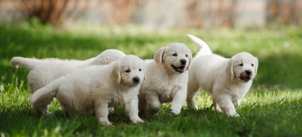 What Makes A Golden Retriever Happy?