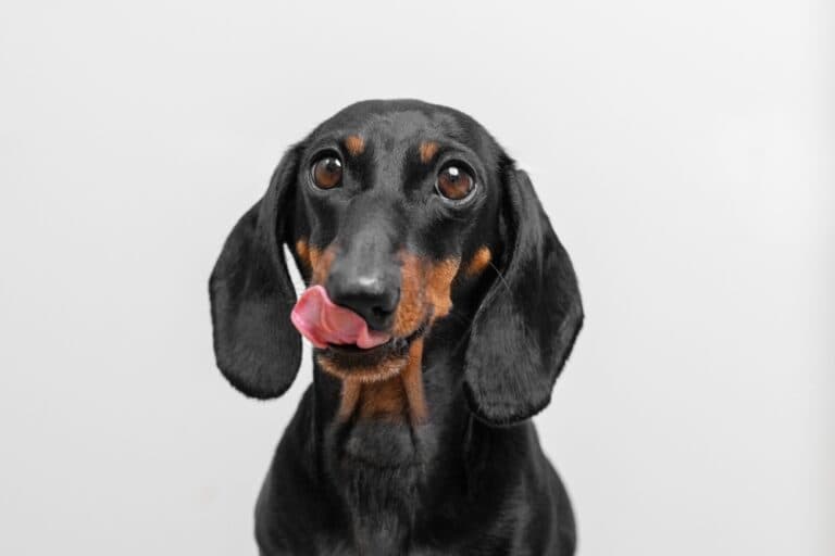 What Makes Dachshunds Happy?