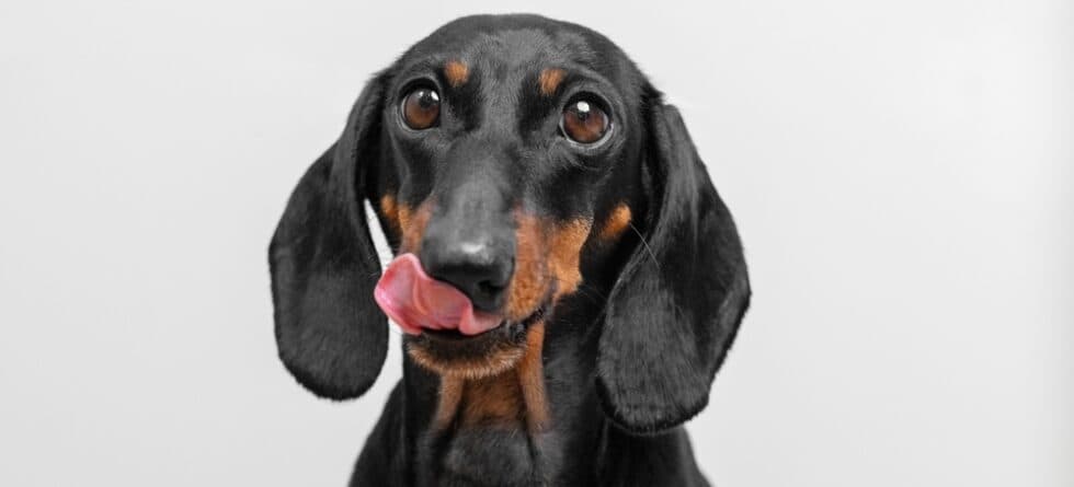 What Makes Dachshunds Happy?