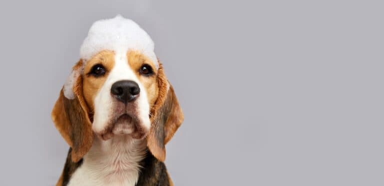 What Shampoo Is Good For Beagles?