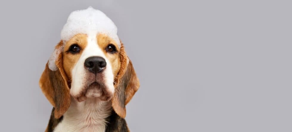 What Shampoo Is Good For Beagles?