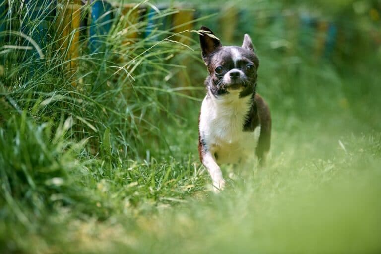 What Smell Do Chihuahuas Hate?