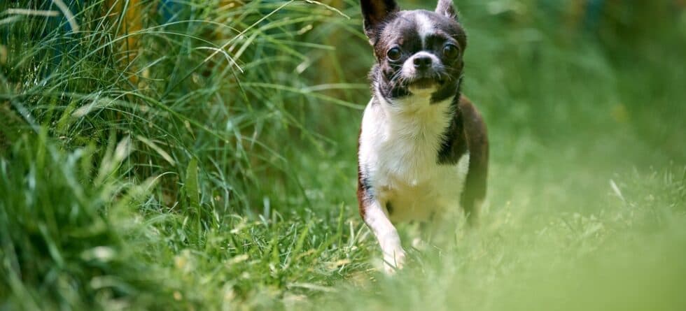 What Smell Do Chihuahuas Hate?