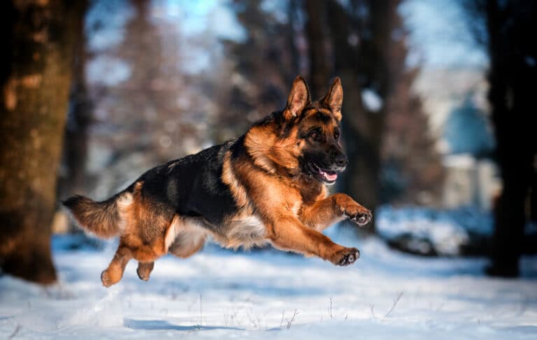 What Smell Do German Shepherds Hate?