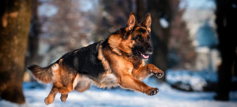 What Smell Do German Shepherds Hate?