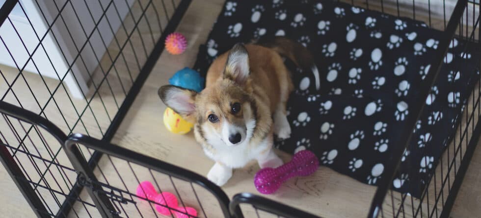 What To Do When A Puppy Cries In A Crate?