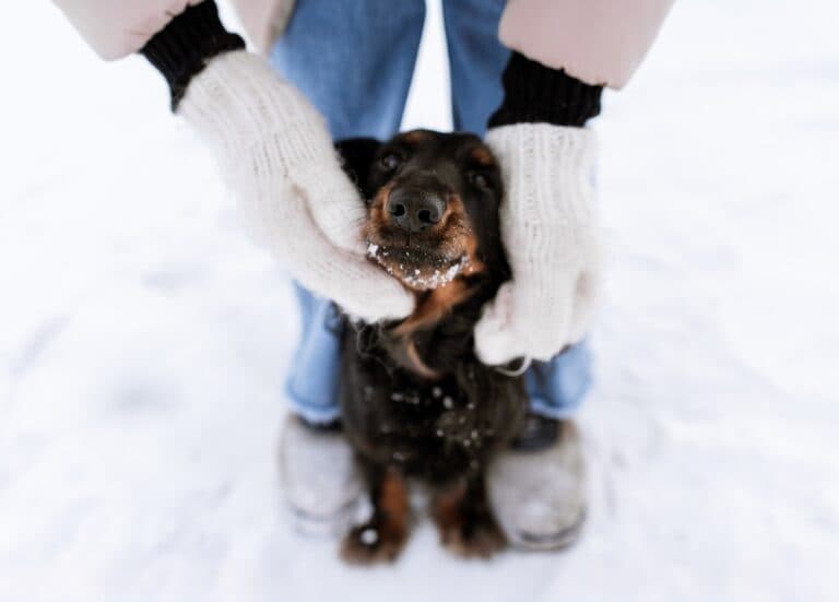 What To Know Before Getting A Dachshund?