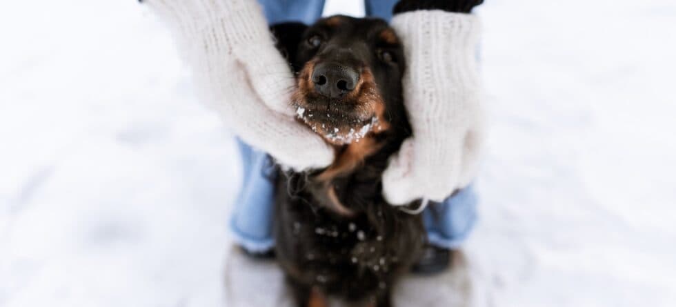 What To Know Before Getting A Dachshund?