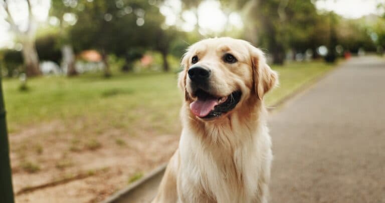 What To Know Before Getting A Golden Retriever?