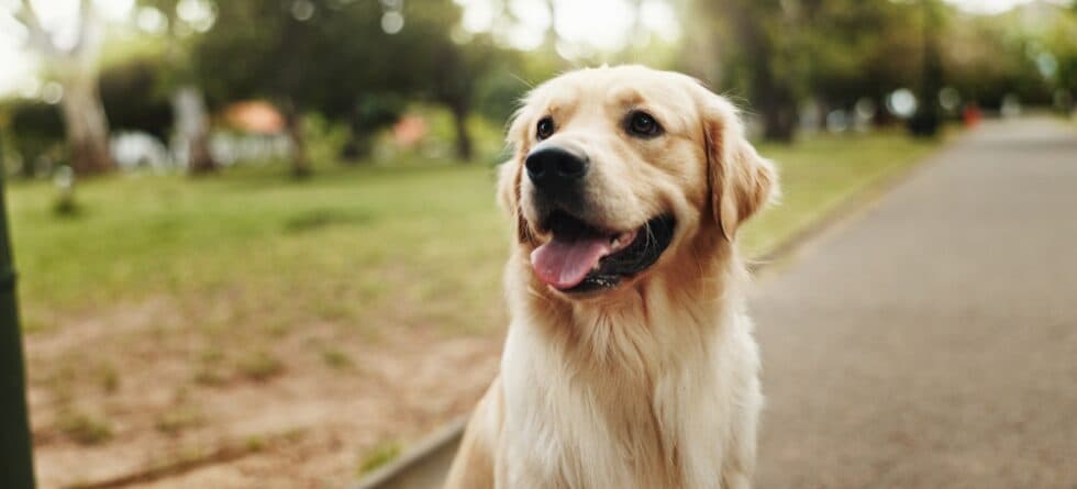 What To Know Before Getting A Golden Retriever?