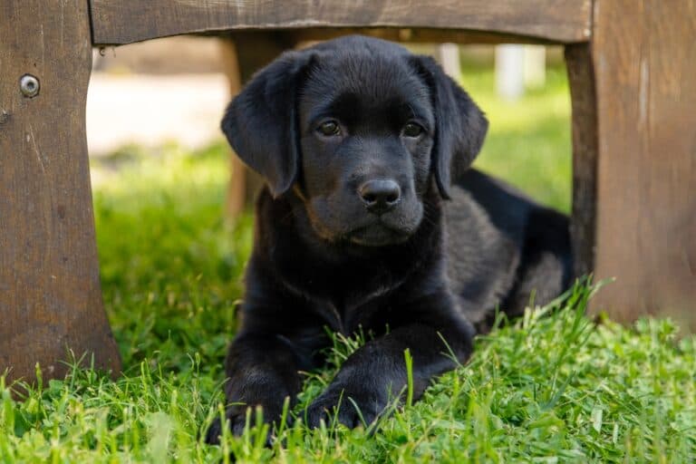 What To Know Before Owning A Lab?