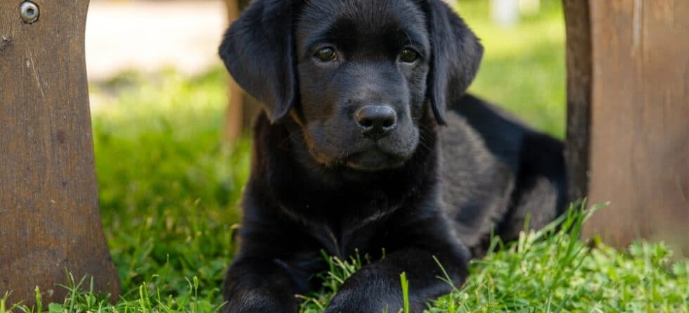 What To Know Before Owning A Lab?