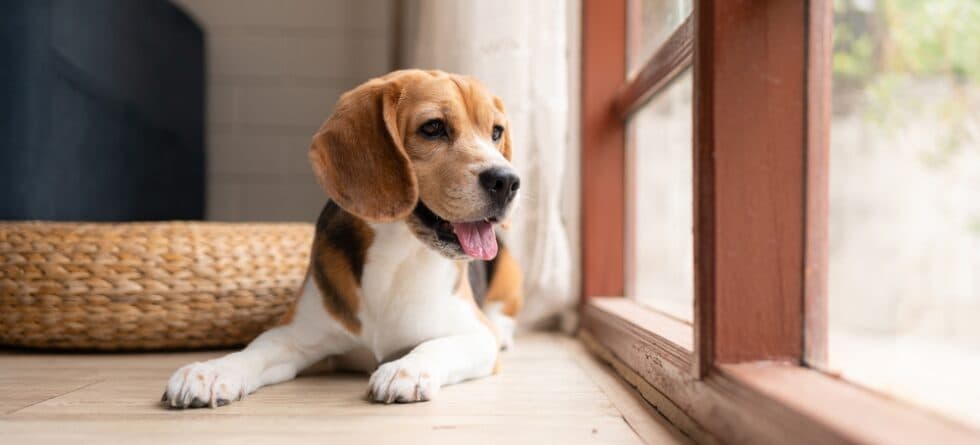What Type Of Person Owns A Beagle?