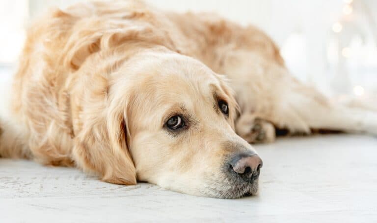 Where Do Labradors Like To Sleep?