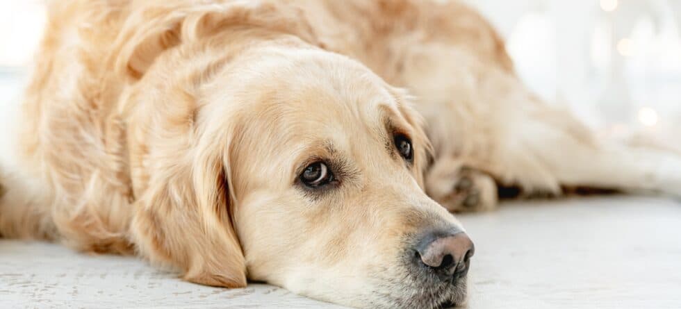 Where Do Labradors Like To Sleep?