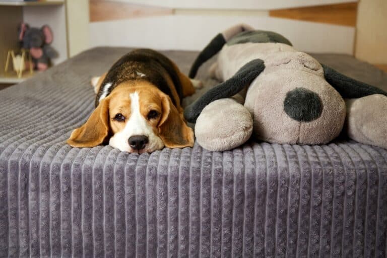 Where Should Beagles Sleep At Night?