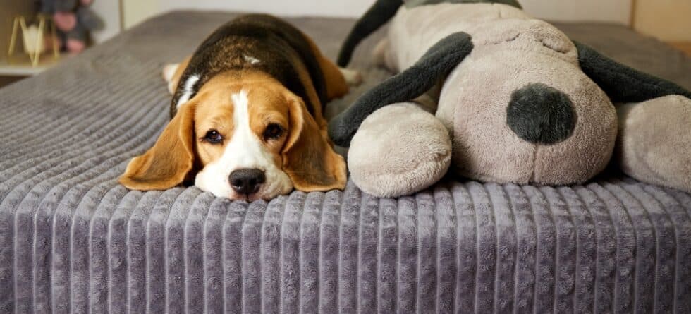 Where Should Beagles Sleep At Night?