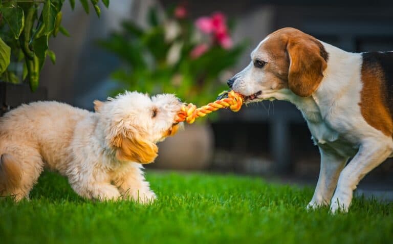 Why Are Beagles So Misbehaved?