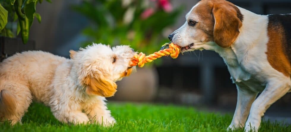 Why Are Beagles So Misbehaved?