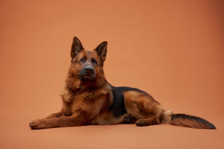 Why Did My German Shepherd Suddenly Become Aggressive?