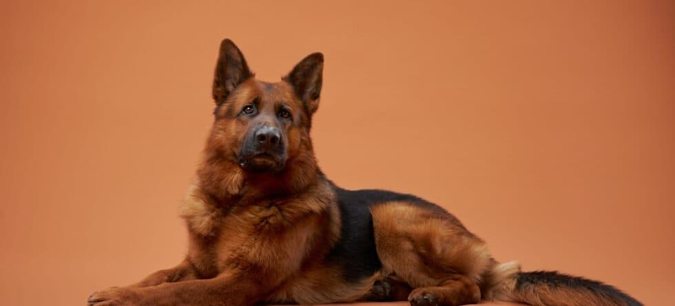 Why Did My German Shepherd Suddenly Become Aggressive?