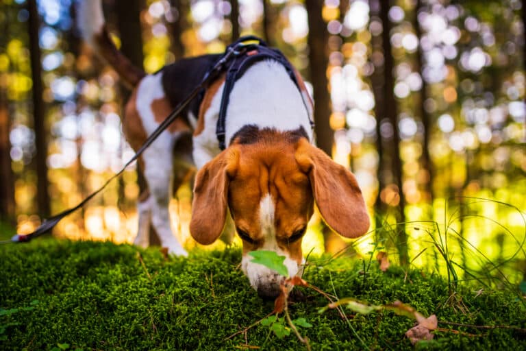 Why Do Beagles Sniff So Much?