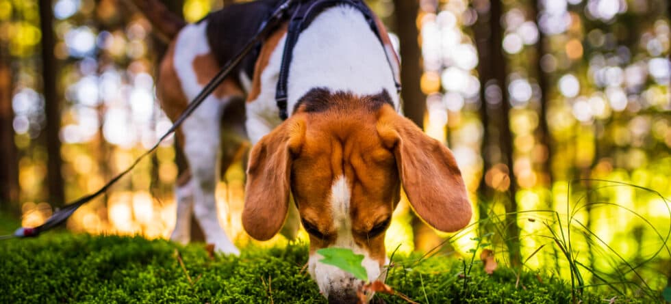 Why Do Beagles Sniff So Much?