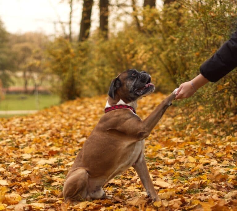 Why Do Boxer Dogs Put Their Paw On You?