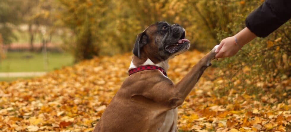Why Do Boxer Dogs Put Their Paw On You?